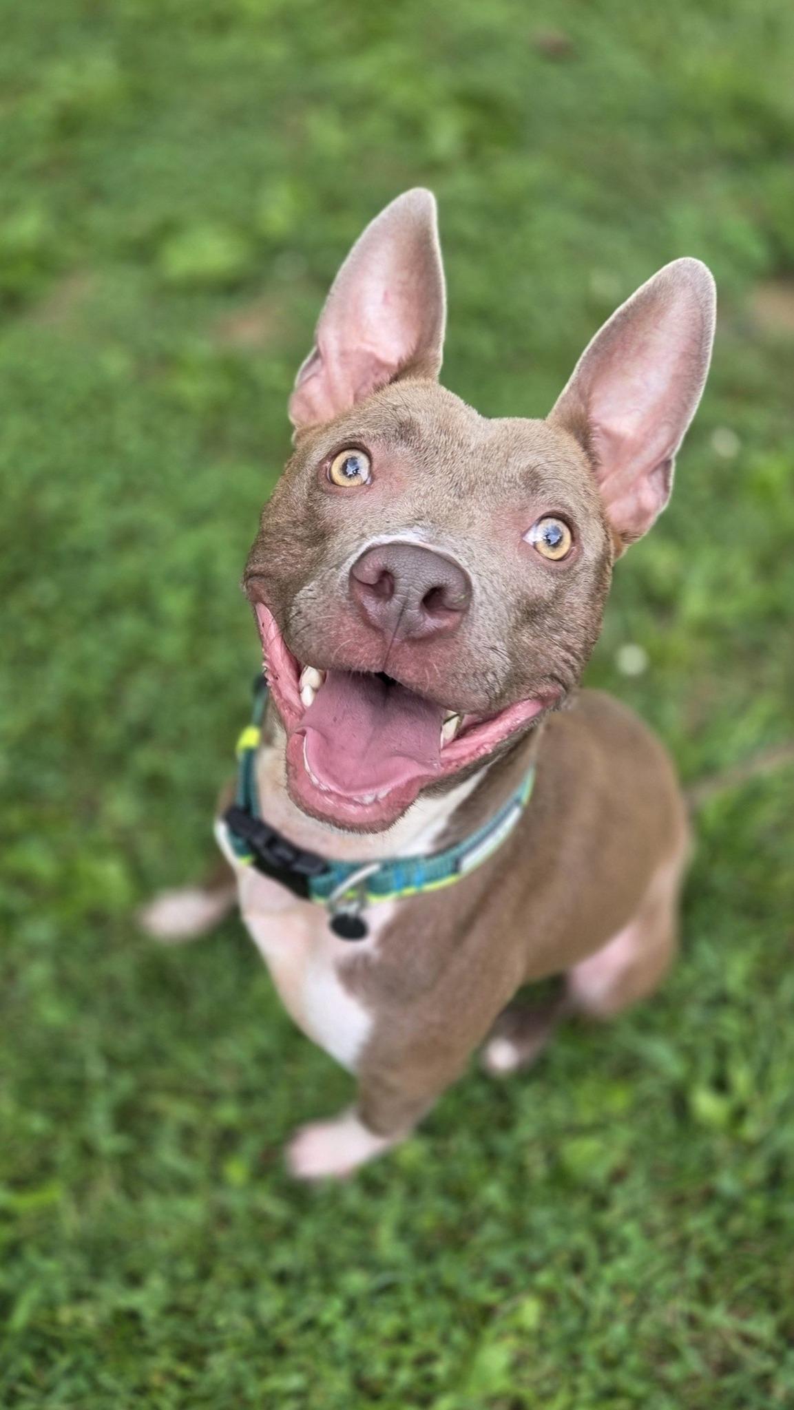 Smiley, Adoptable, Adult Male Pit Bull Terrier.