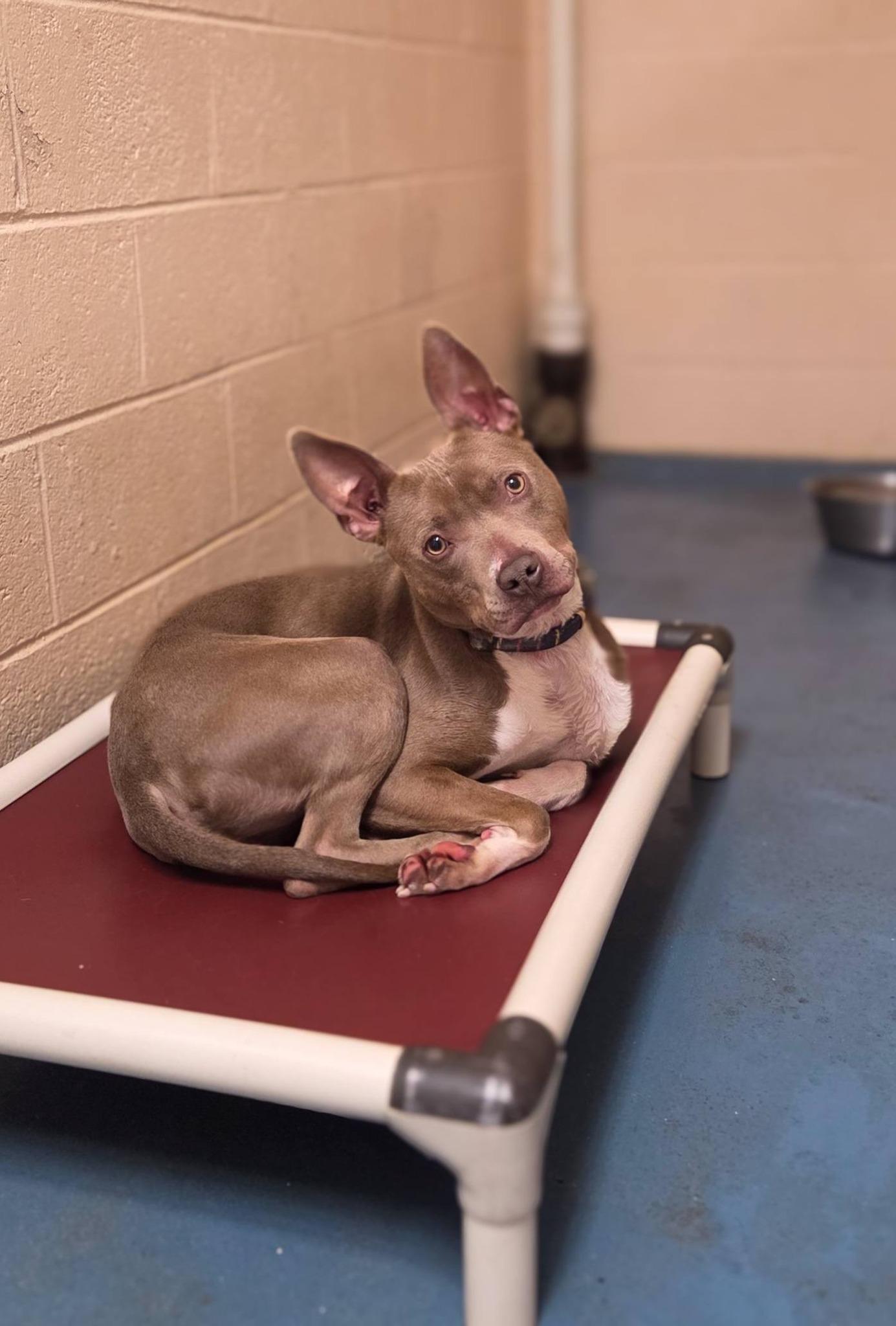 Smiley, a Adoptable mixed breed in Phoenix, MD image 2/3