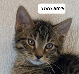 Toto