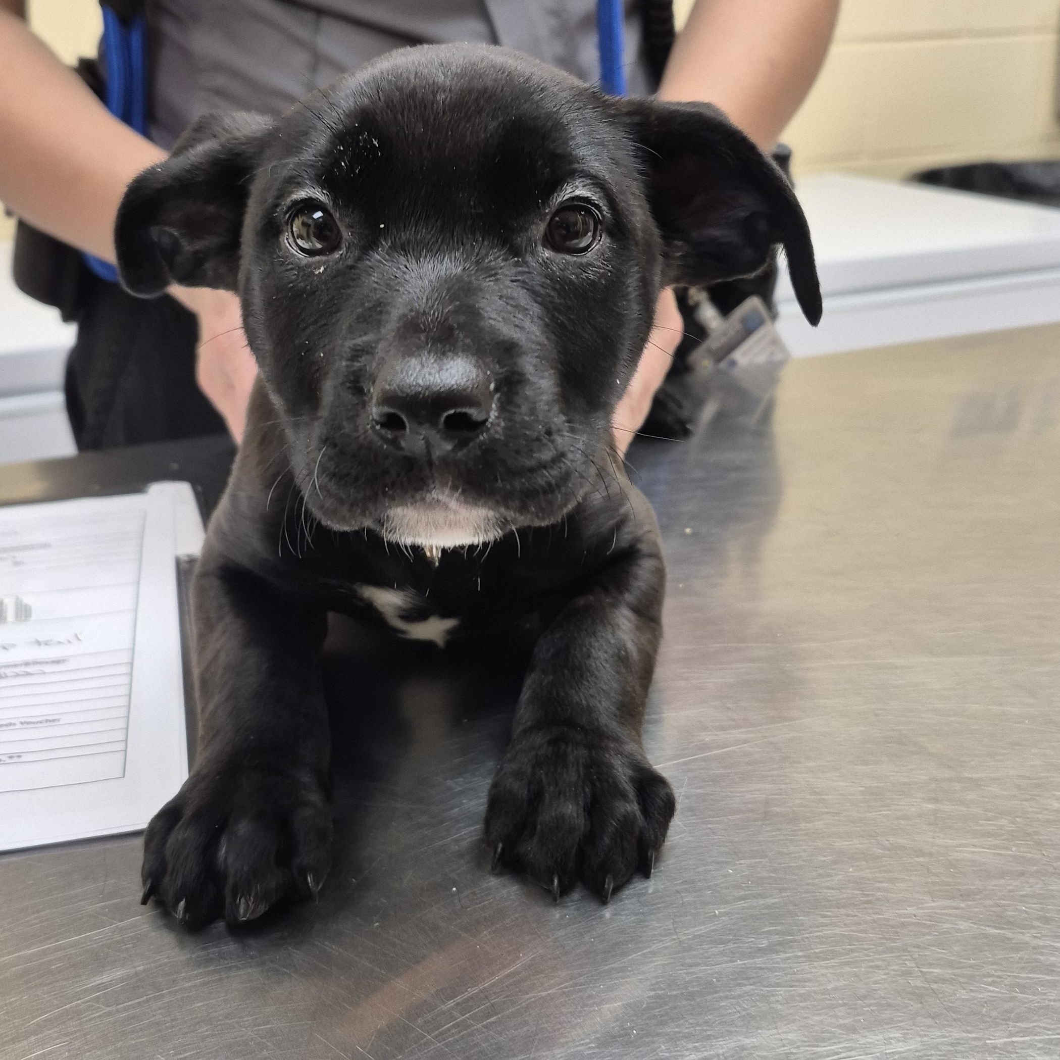 Enlarge Nancy, a ADOPTABLE Pit Bull Terrier in Schertz, TX image 1/1