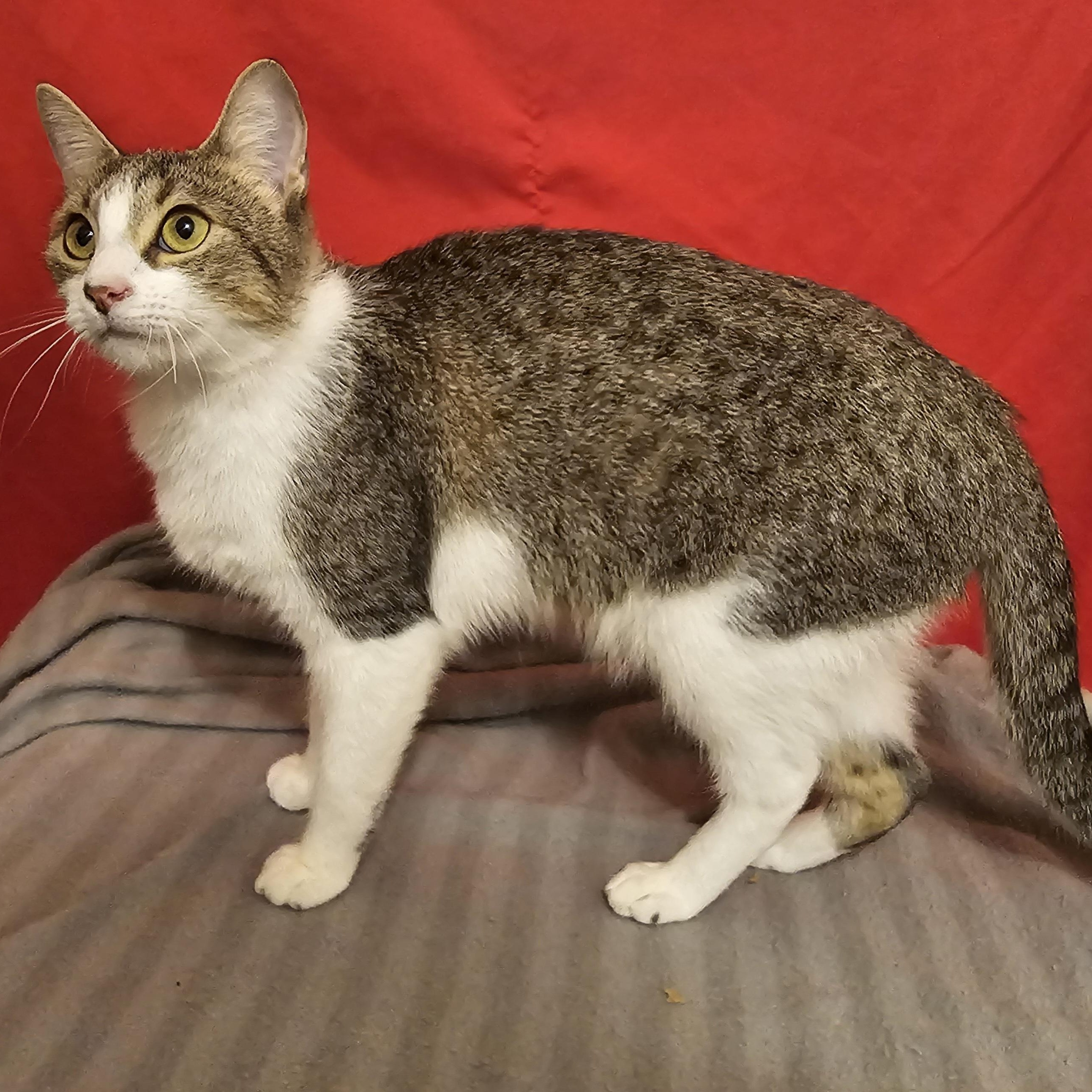 Enlarge Maisey, a ADOPTABLE American Shorthair in Katy, TX image 3/3
