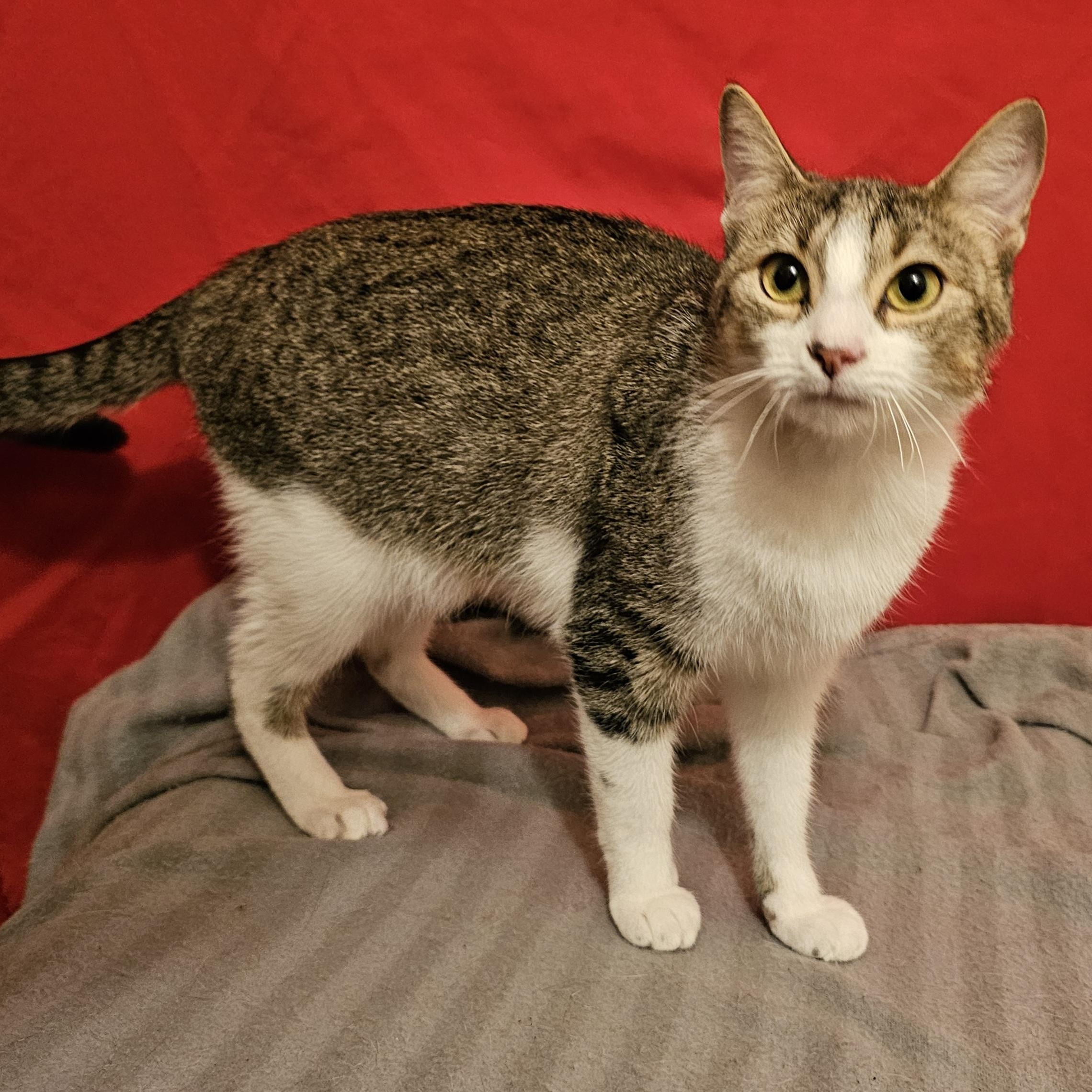 Enlarge Maisey, a ADOPTABLE American Shorthair in Katy, TX image 1/3