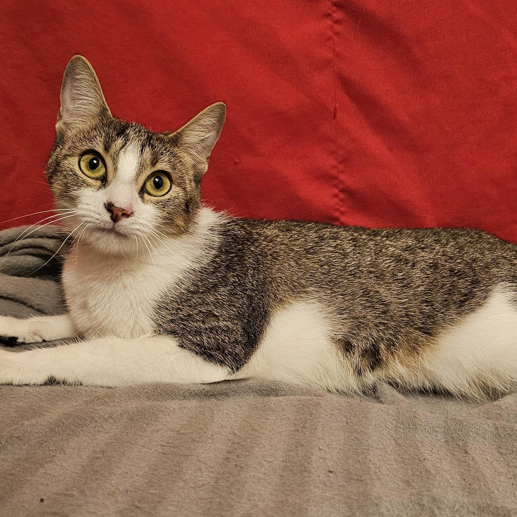 Enlarge Maisey, a ADOPTABLE American Shorthair in Katy, TX image 2/3