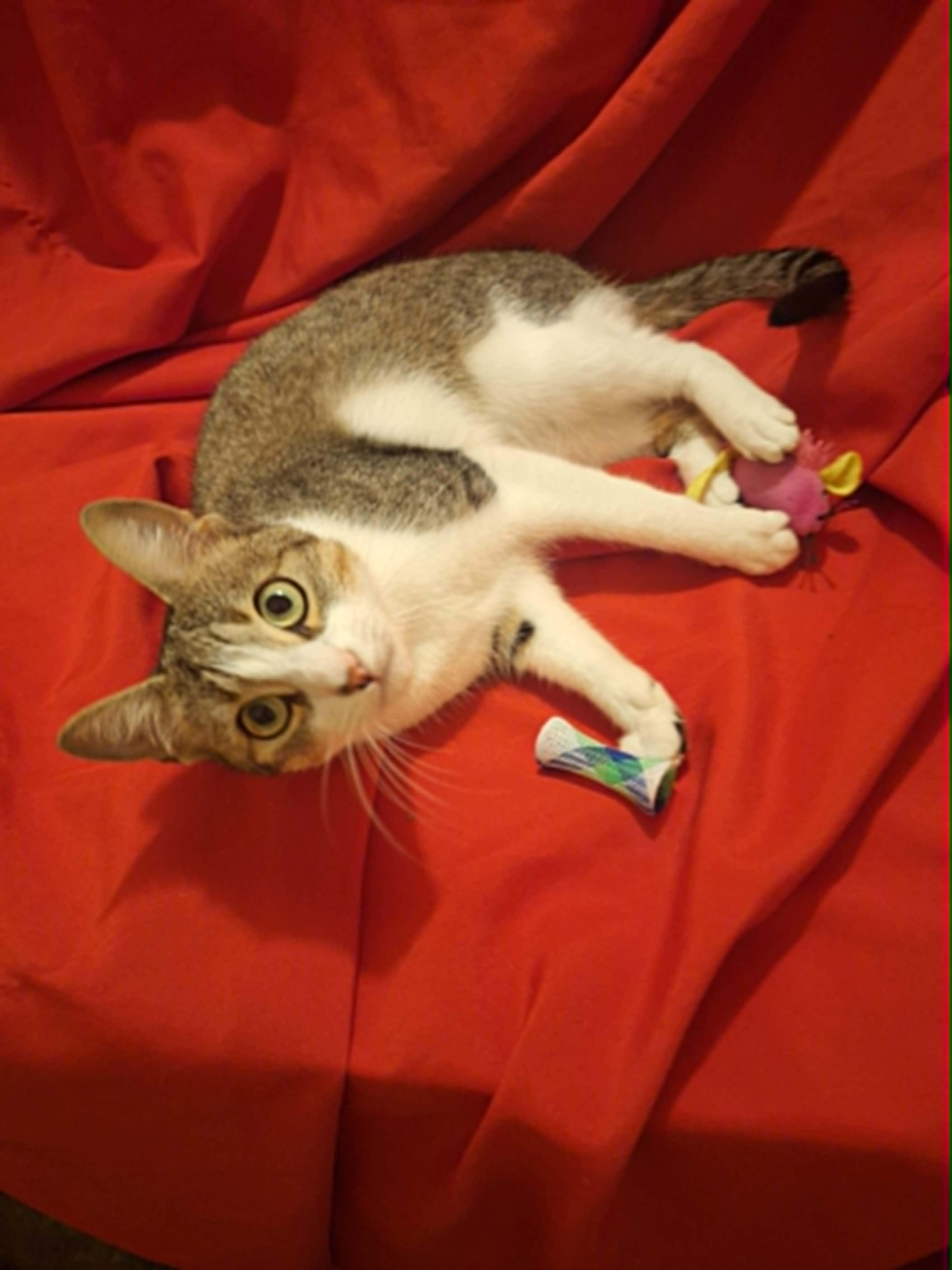 Enlarge Maisey, an adoptable American Shorthair in Houston, TX image 4/5