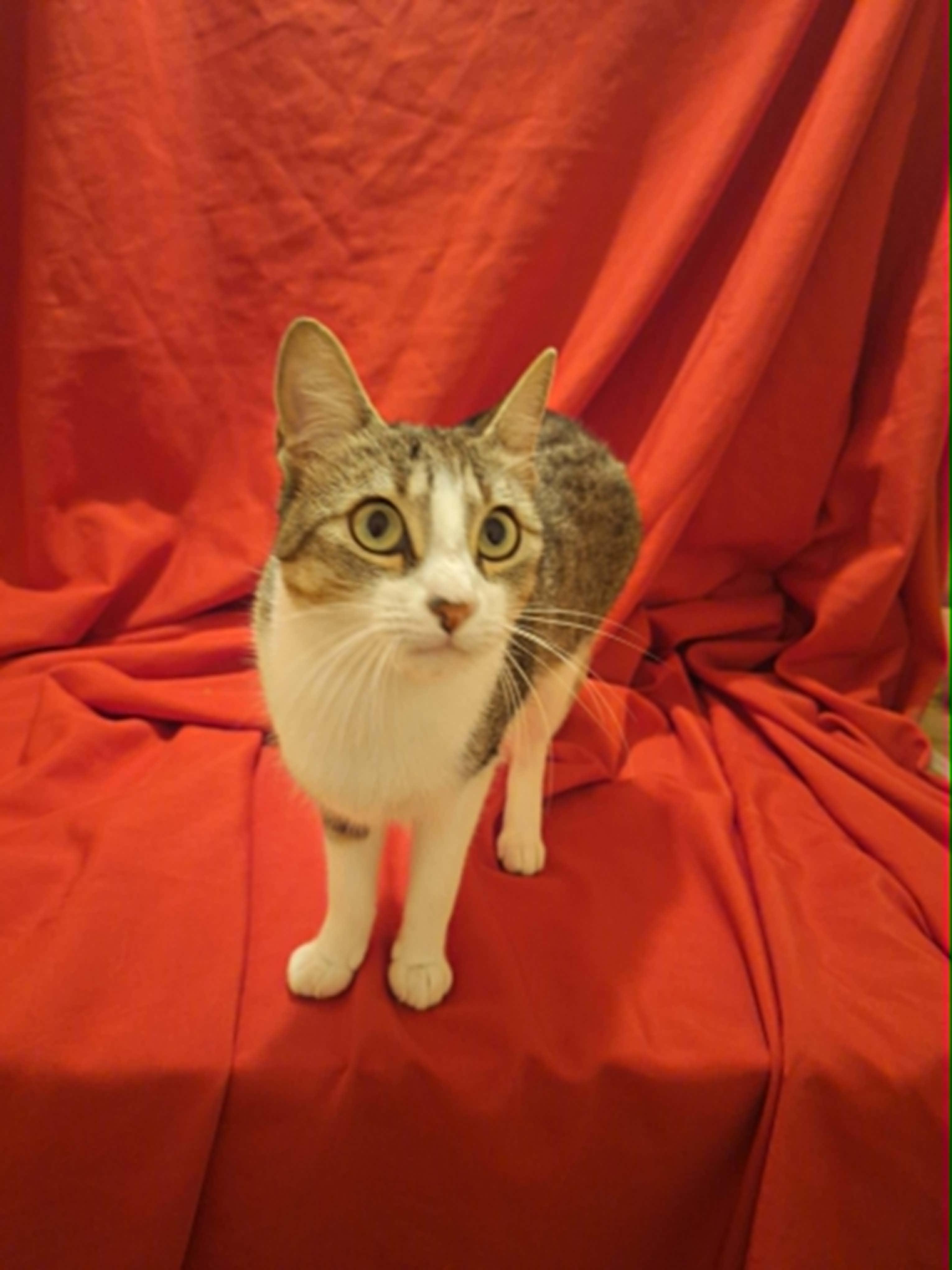 Enlarge Maisey, an adoptable American Shorthair in Houston, TX image 5/5