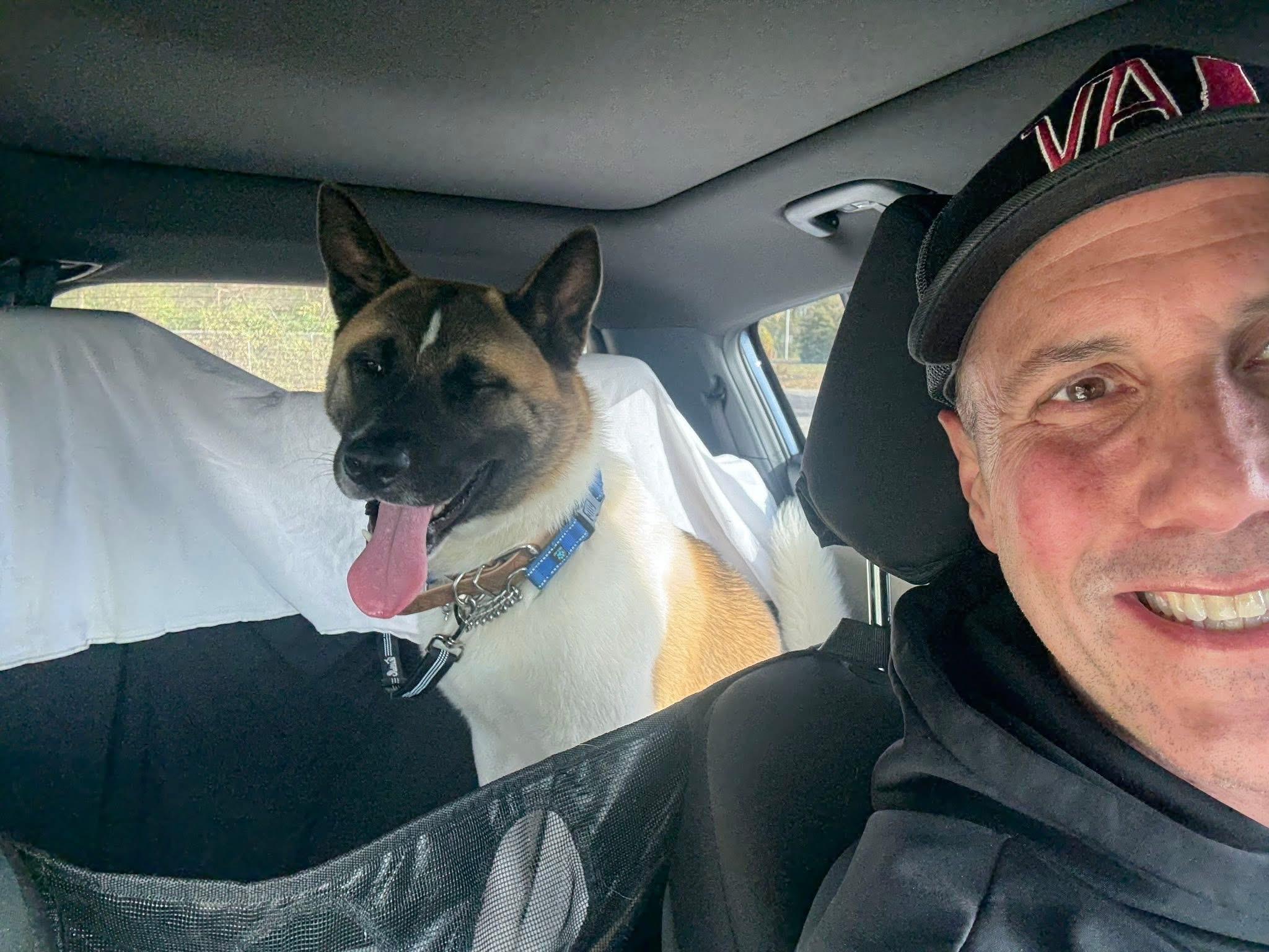 Mr Jack Sparrow, a Adoptable Akita in Chicago, IL image 1/6