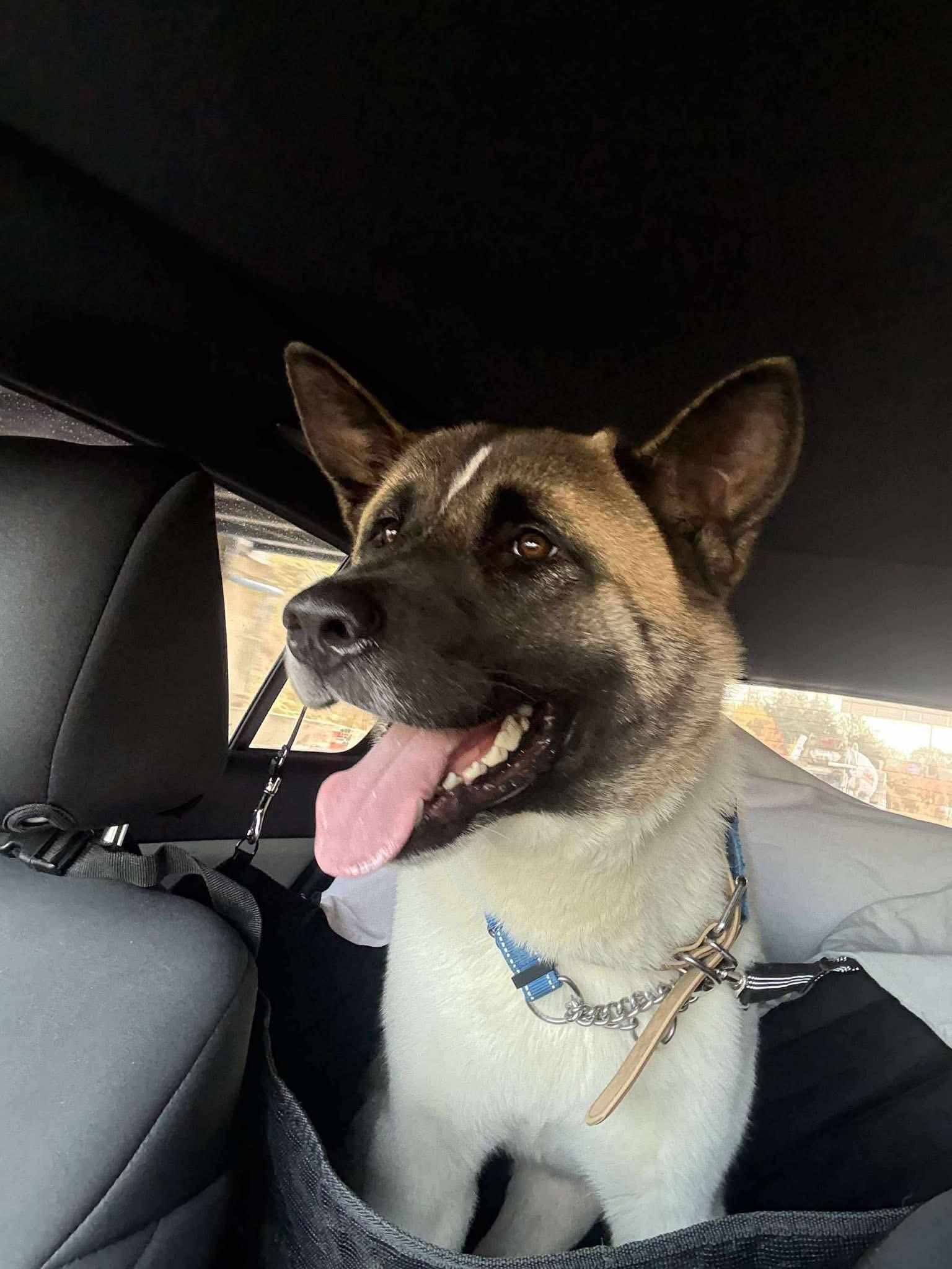 Mr Jack Sparrow, a Adoptable Akita in Chicago, IL image 2/6