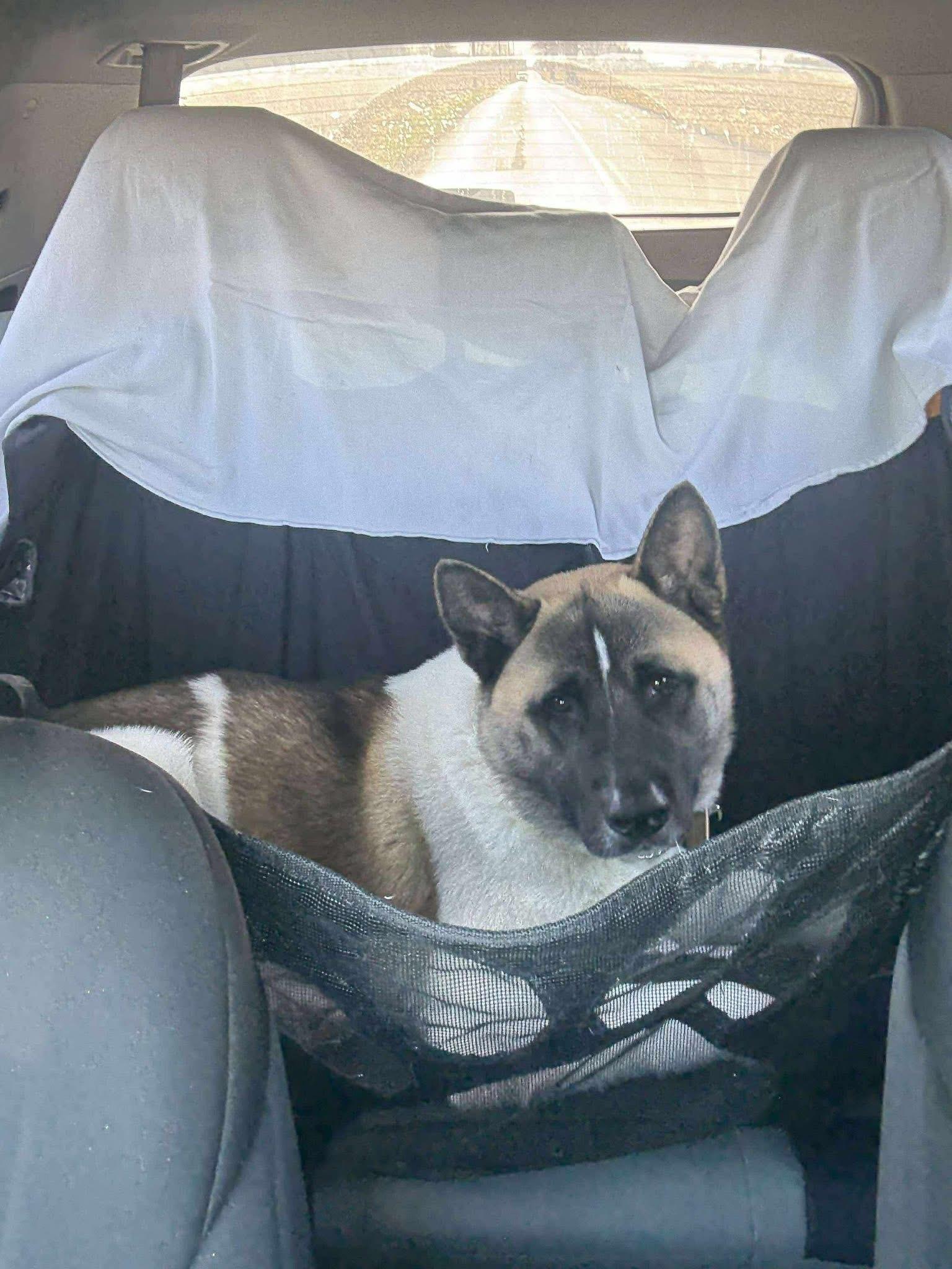 Mr Jack Sparrow, a Adoptable Akita in Chicago, IL image 3/6