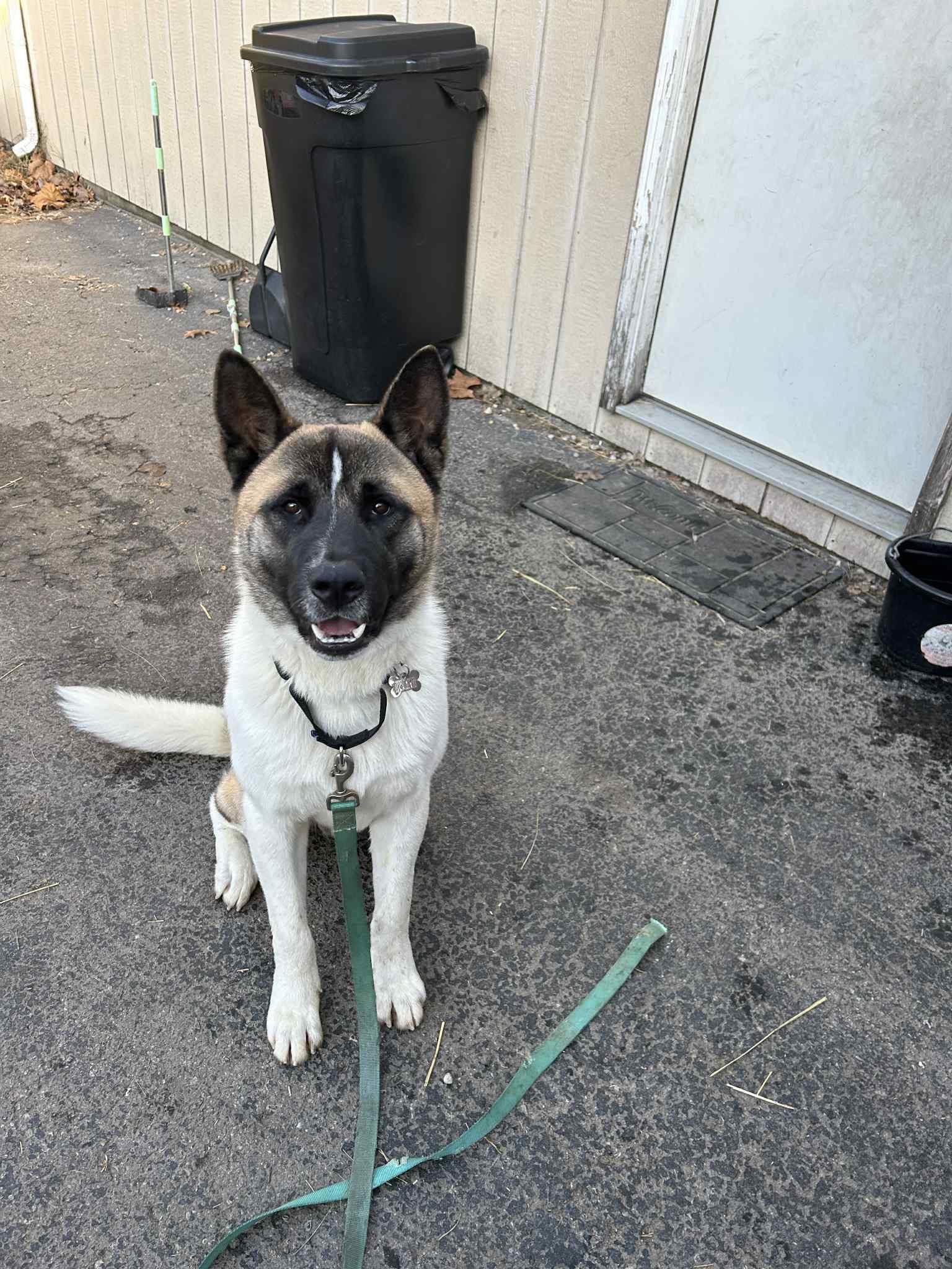 Mr Jack Sparrow, a Adoptable Akita in Chicago, IL image 4/6