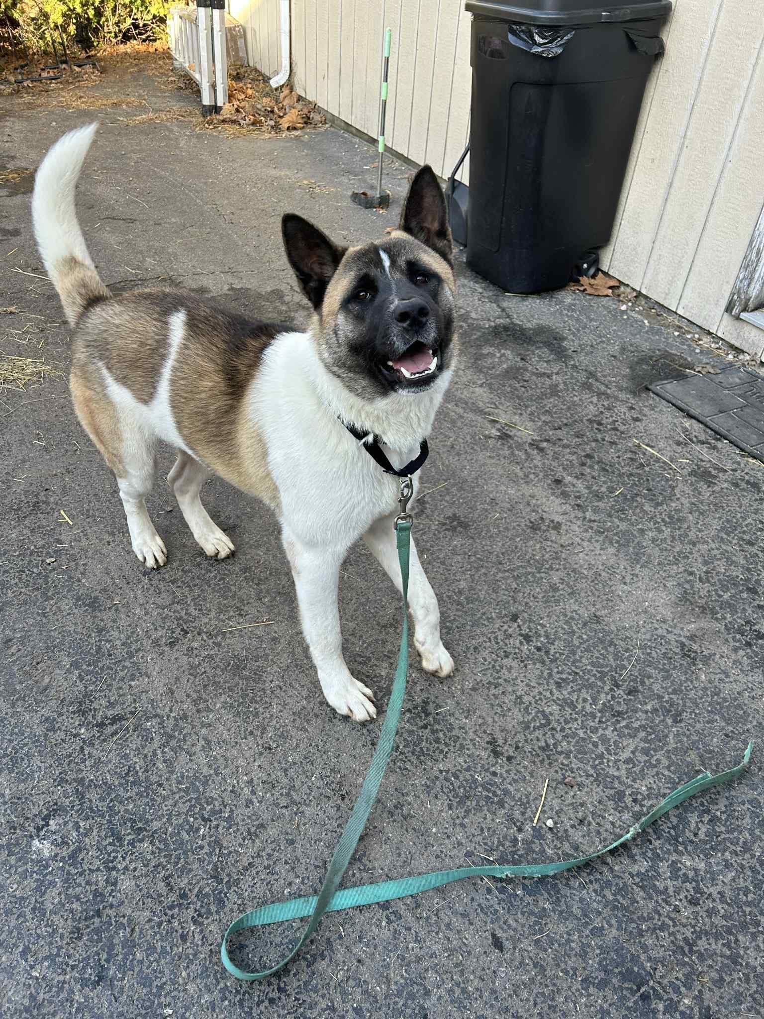 Mr Jack Sparrow, a Adoptable Akita in Chicago, IL image 5/6