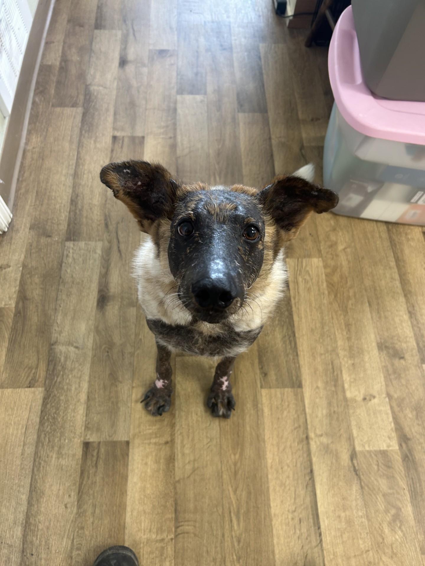 Fester, Adoptable, Adult Male Australian Cattle Dog / Blue Heeler & Mixed Breed.