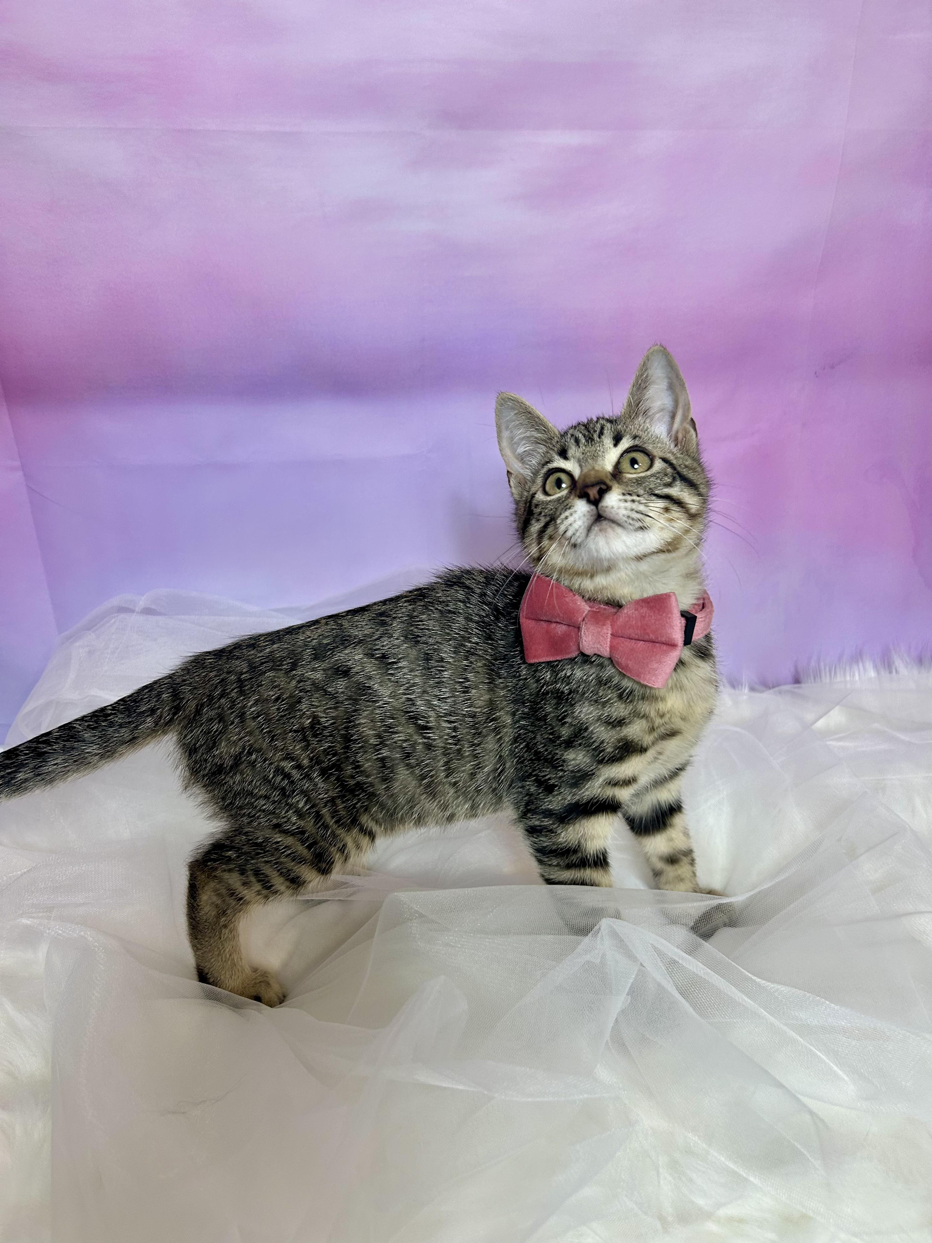 Meuschke, ADOPTABLE, Kitten Female Domestic Short Hair.