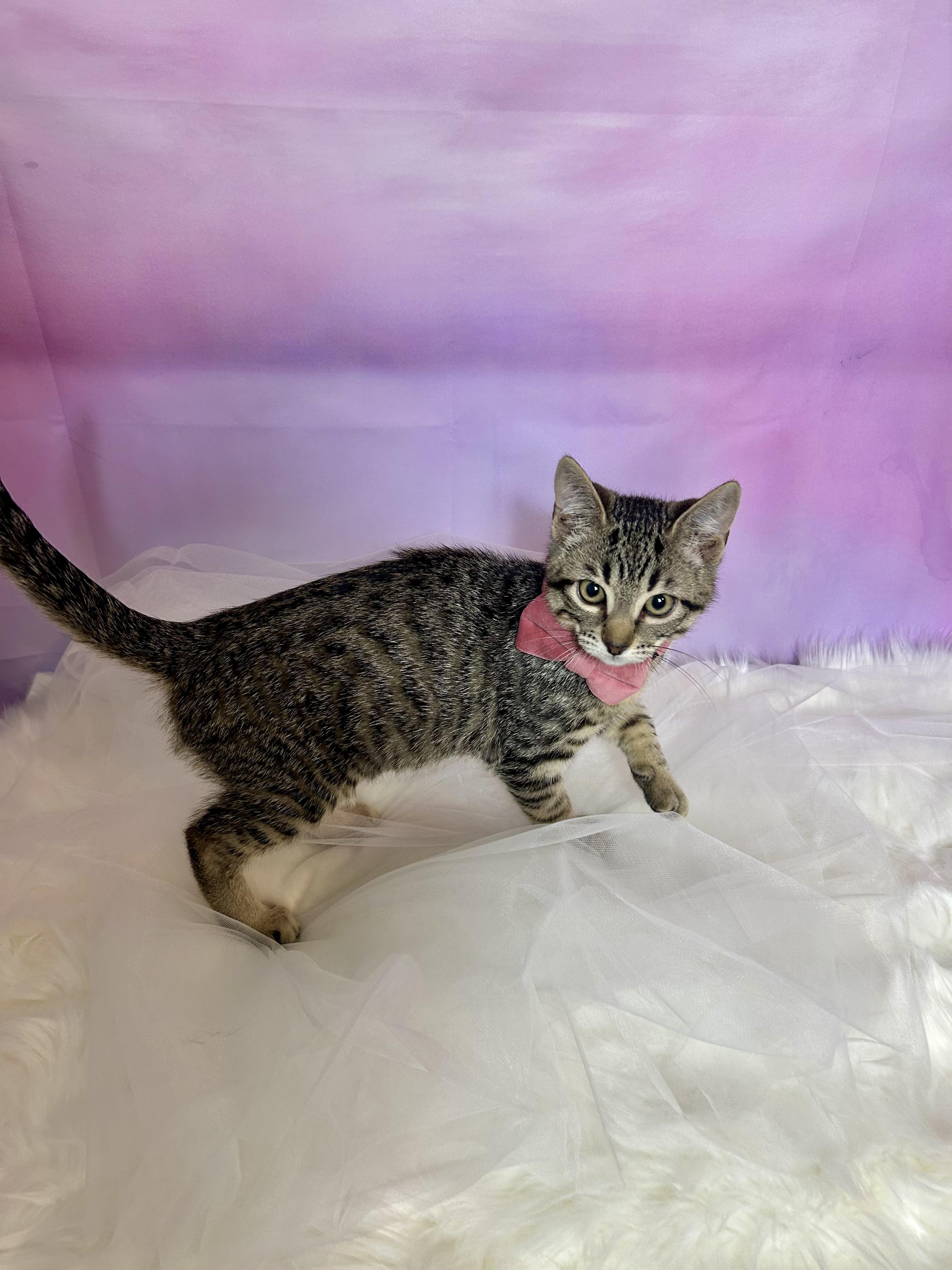 Enlarge Meuschke, a ADOPTABLE Domestic Short Hair in Webster, TX image 3/3
