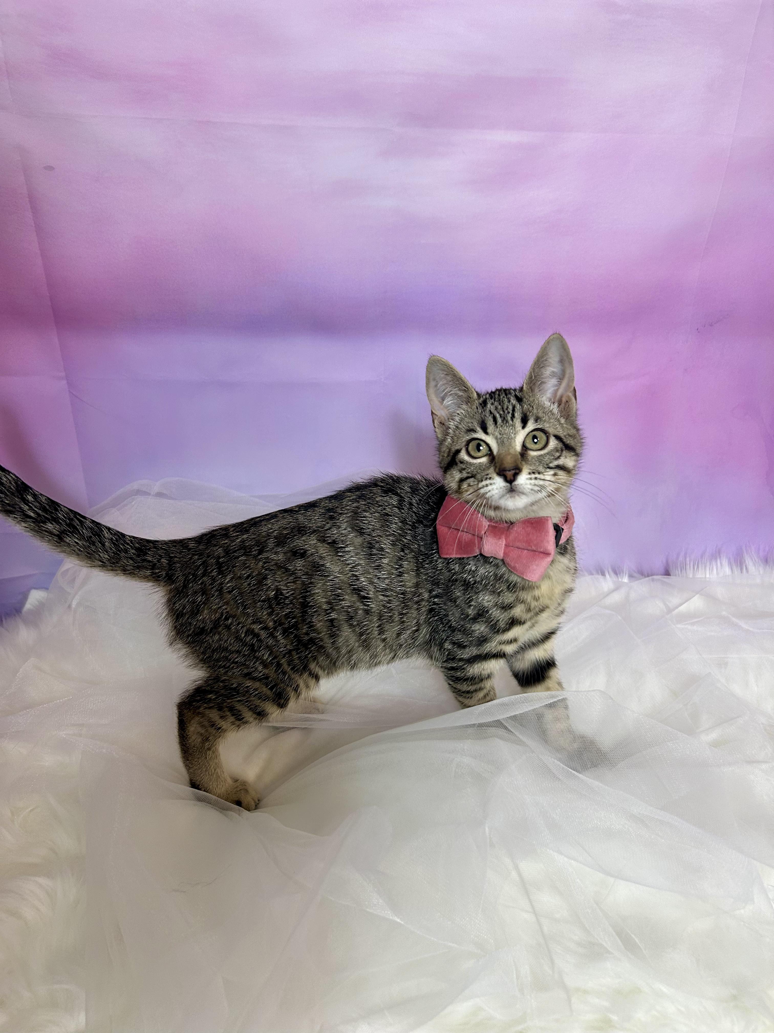 Enlarge Meuschke, a ADOPTABLE Domestic Short Hair in Webster, TX image 2/3