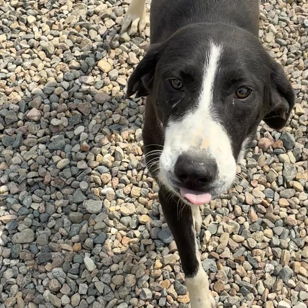 Enlarge Chelley, a Adoptable mixed breed in North Battleford, SK image 1/1