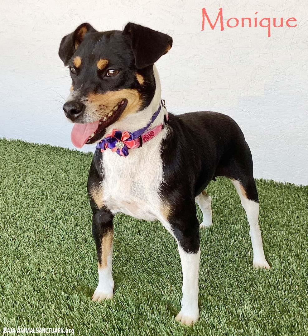Monique photo