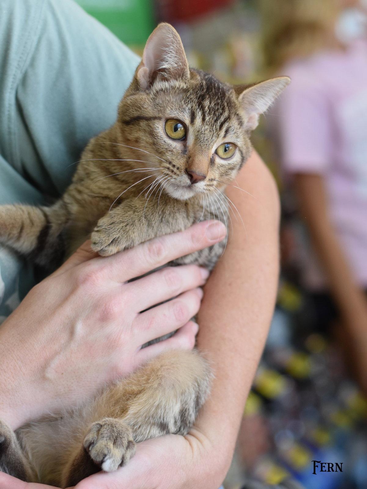 Enlarge Fern, a Adoptable Tabby in Montgomery, TX image 1/3