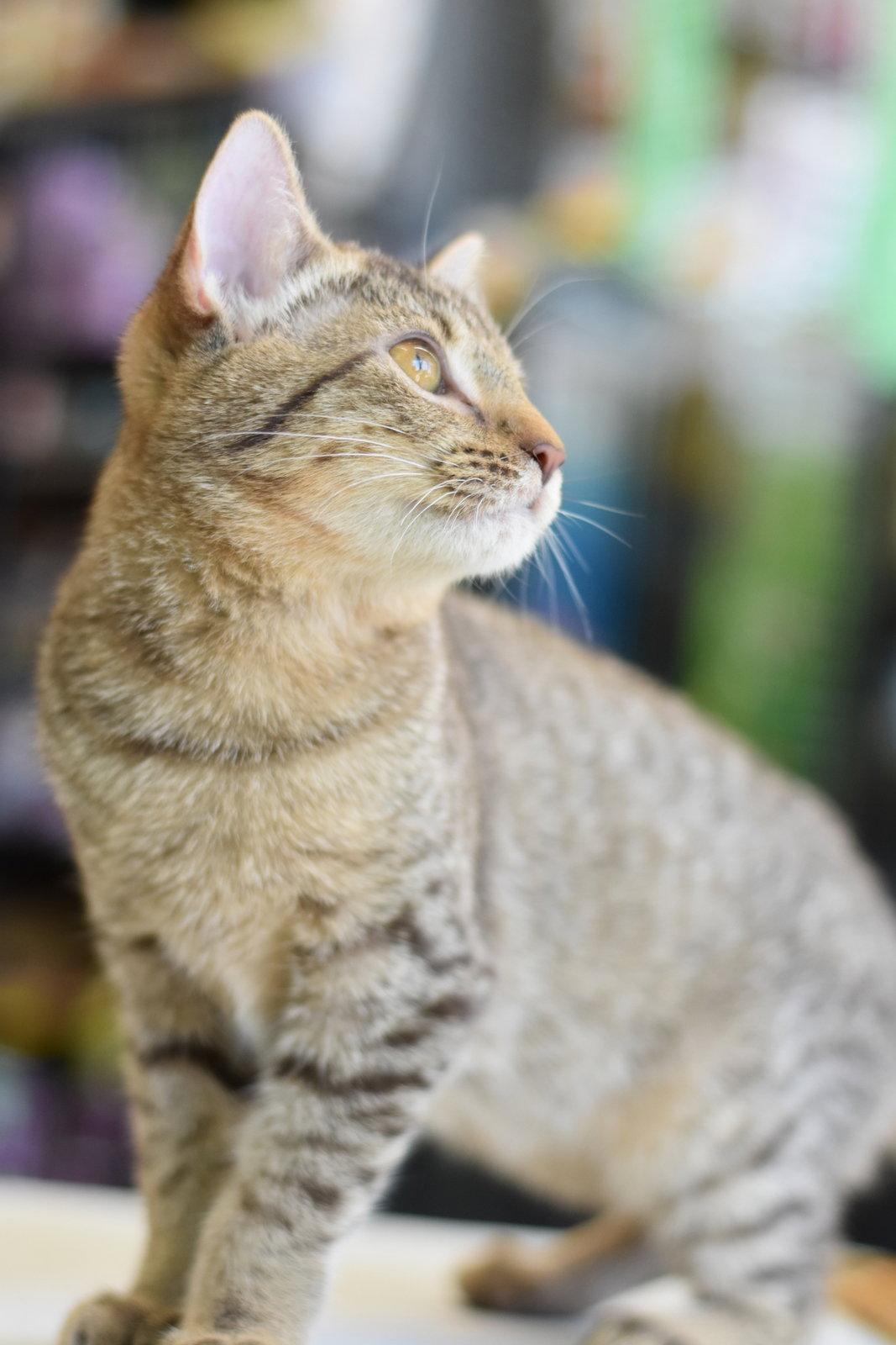 Enlarge Fern, a Adoptable Tabby in Montgomery, TX image 2/3