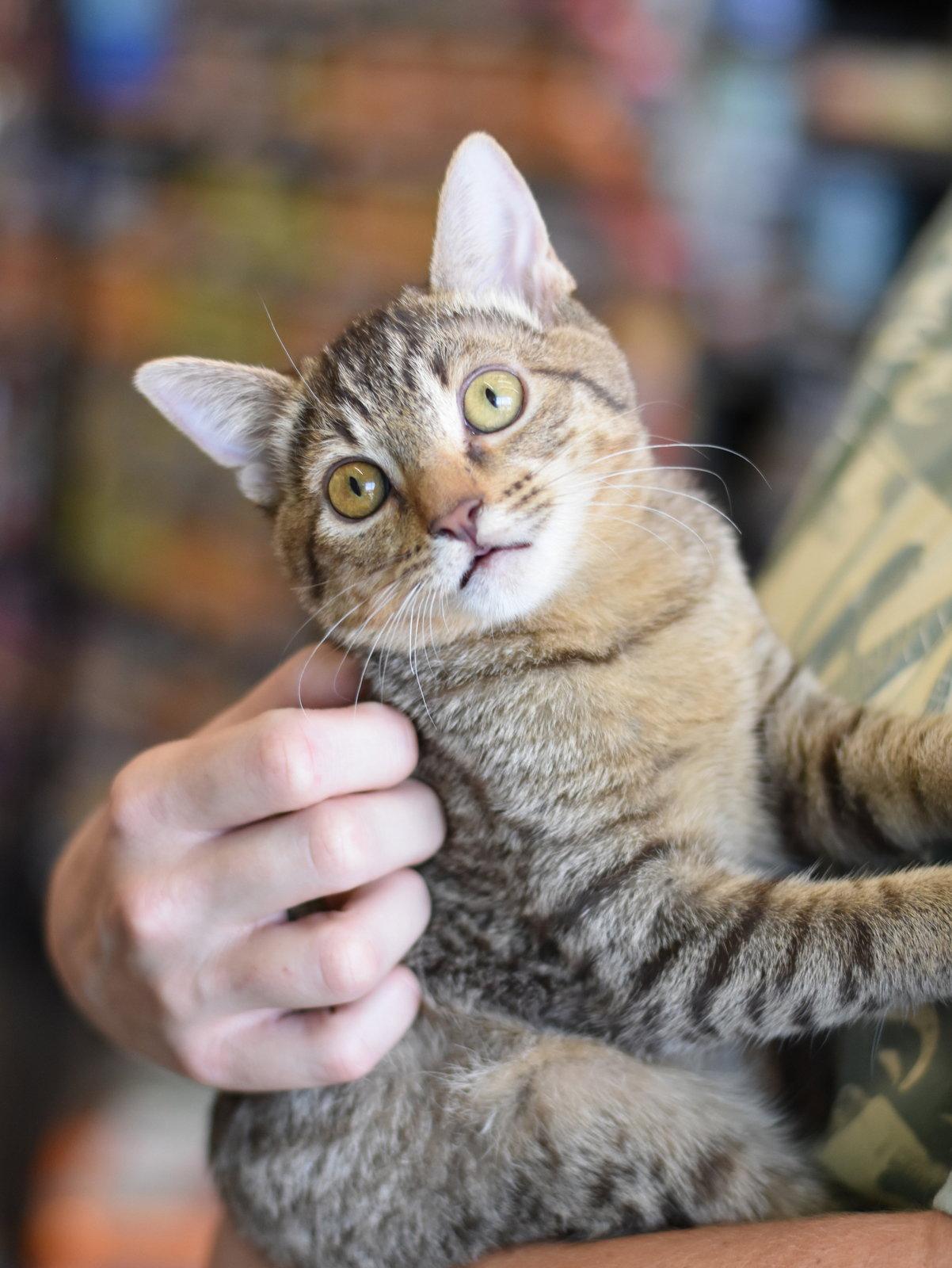 Enlarge Fern, a Adoptable Tabby in Montgomery, TX image 3/3