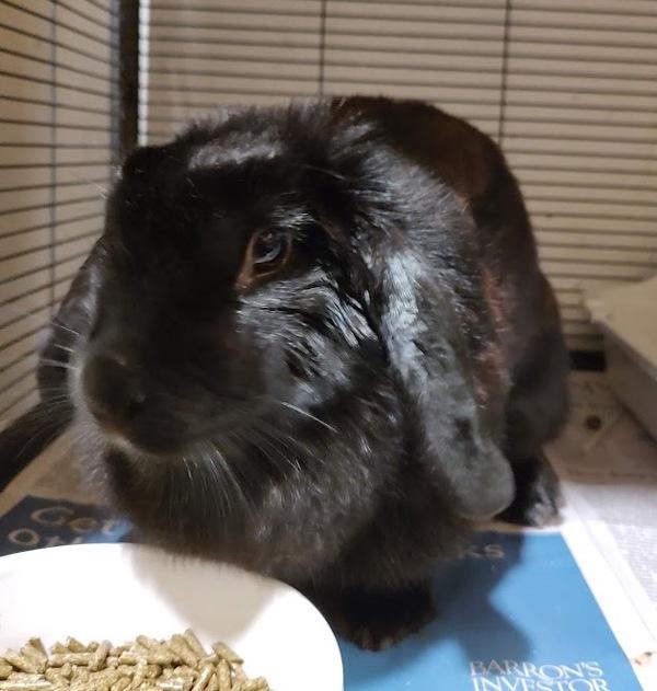 Keurig, Adoptable, Adult Female Lop Eared & Mixed Breed.