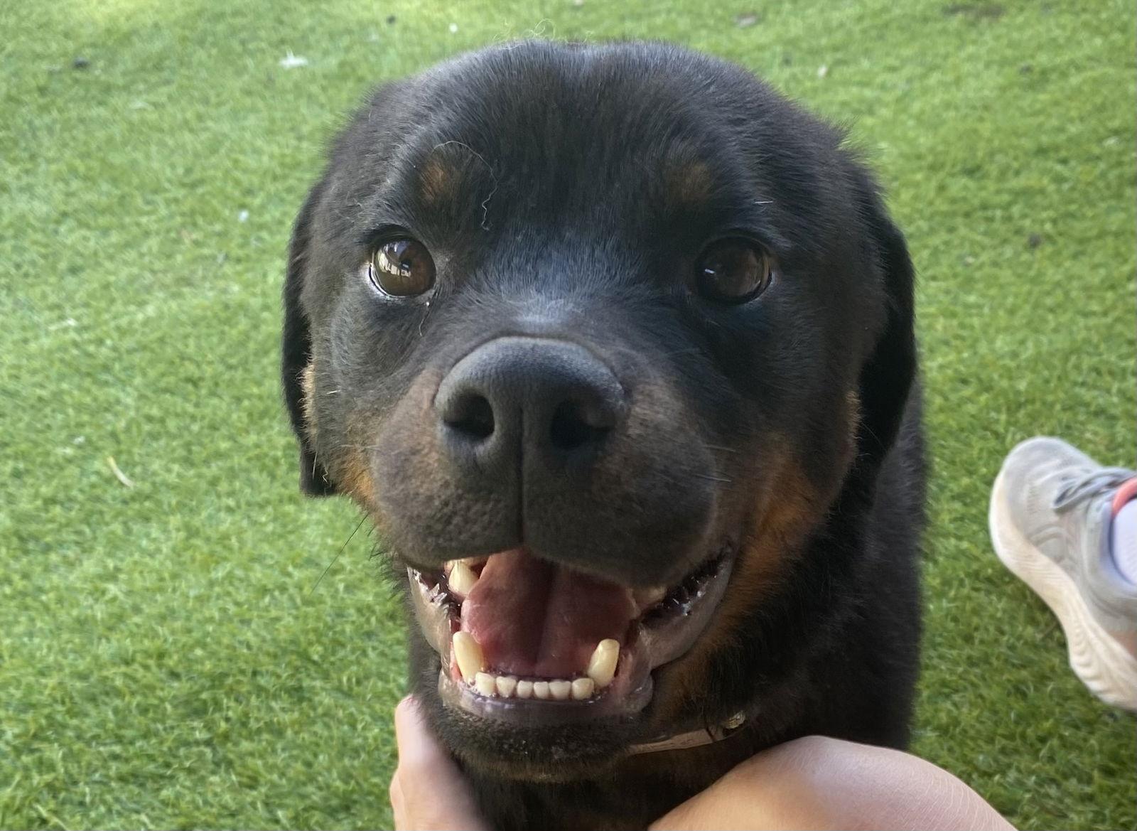 Benny, Adopted, Young Male Rottweiler.