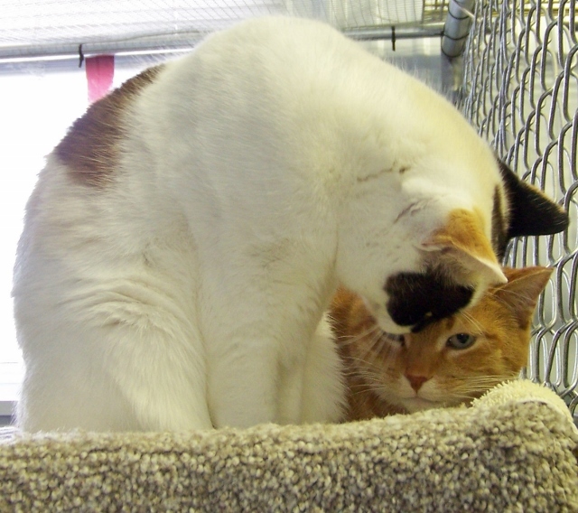 Enlarge Pebbles - sponsor, a Adoptable mixed breed in Shell Lake, WI image 1/10