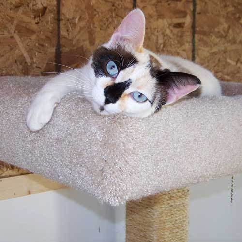 Pebbles - sponsor photo 1