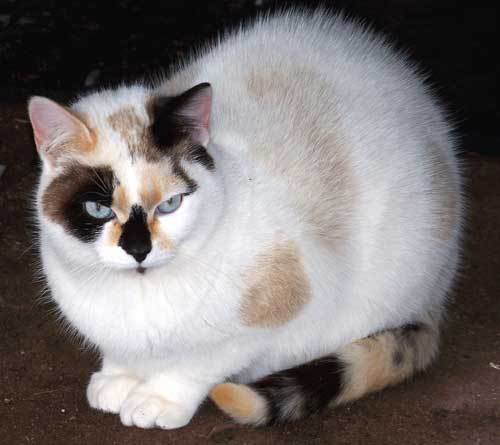 Pebbles - sponsor photo 2