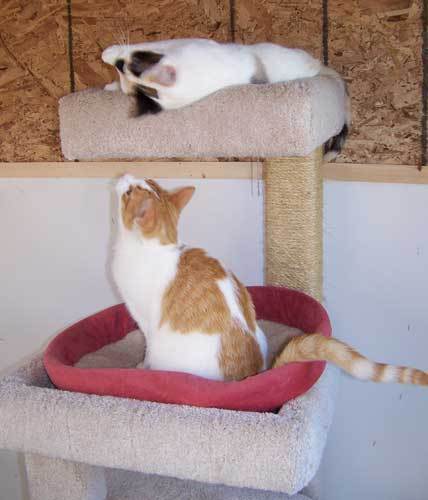 Enlarge Pebbles - sponsor, a Adoptable mixed breed in Shell Lake, WI image 4/10