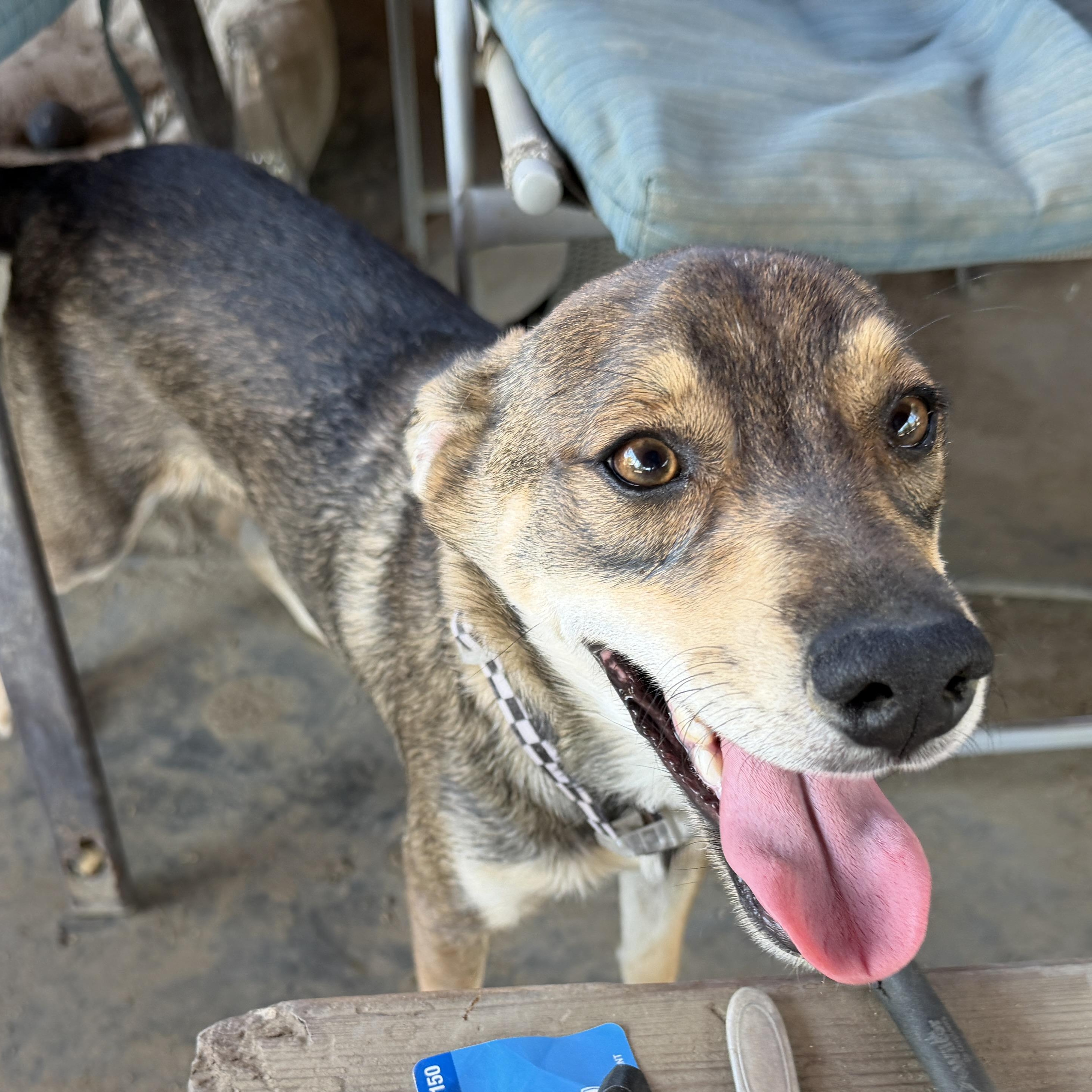 Enlarge Wylie, a ADOPTABLE mixed breed in Coachella, CA image 2/6