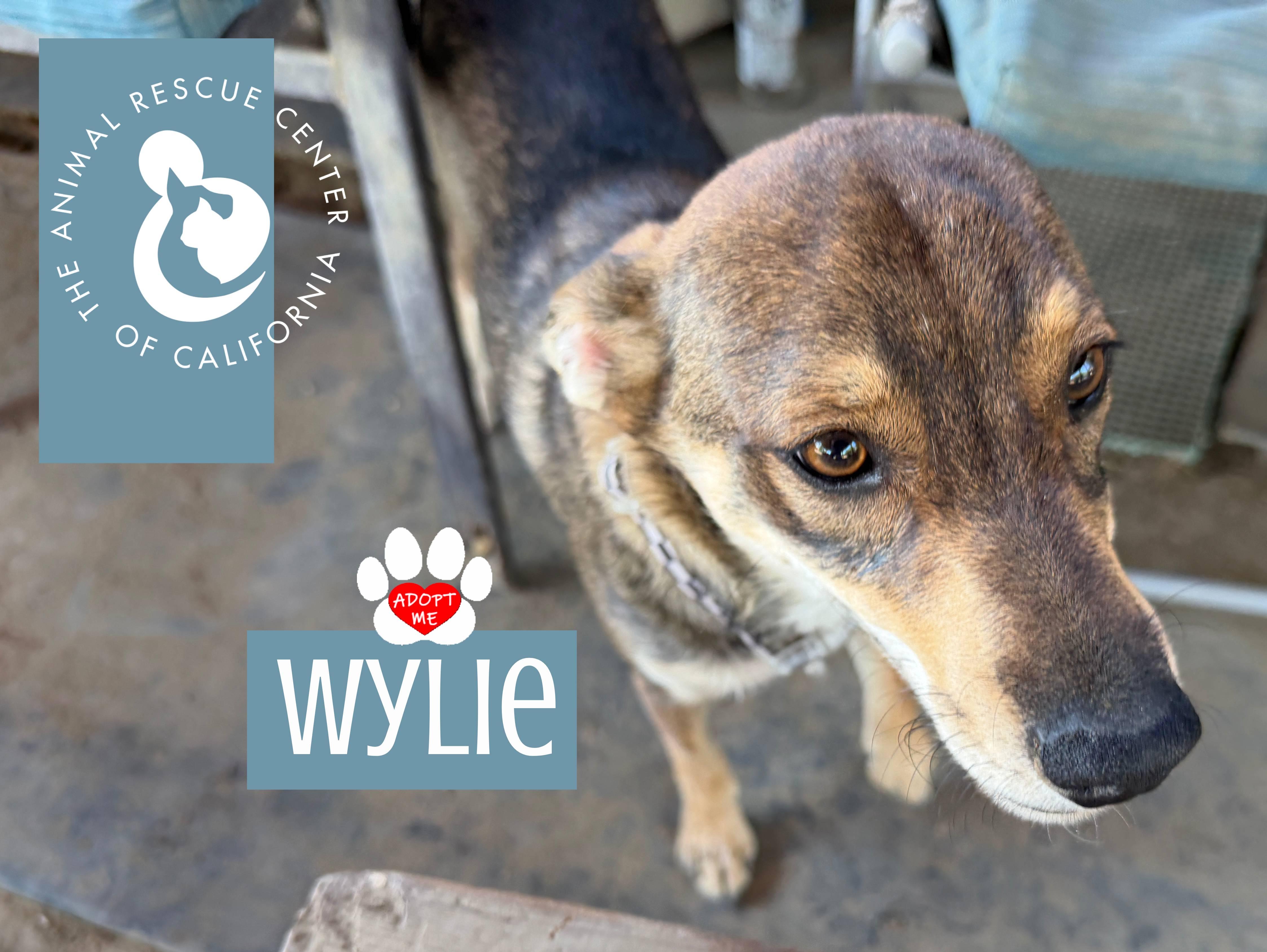 Enlarge Wylie, a ADOPTABLE mixed breed in Coachella, CA image 4/6
