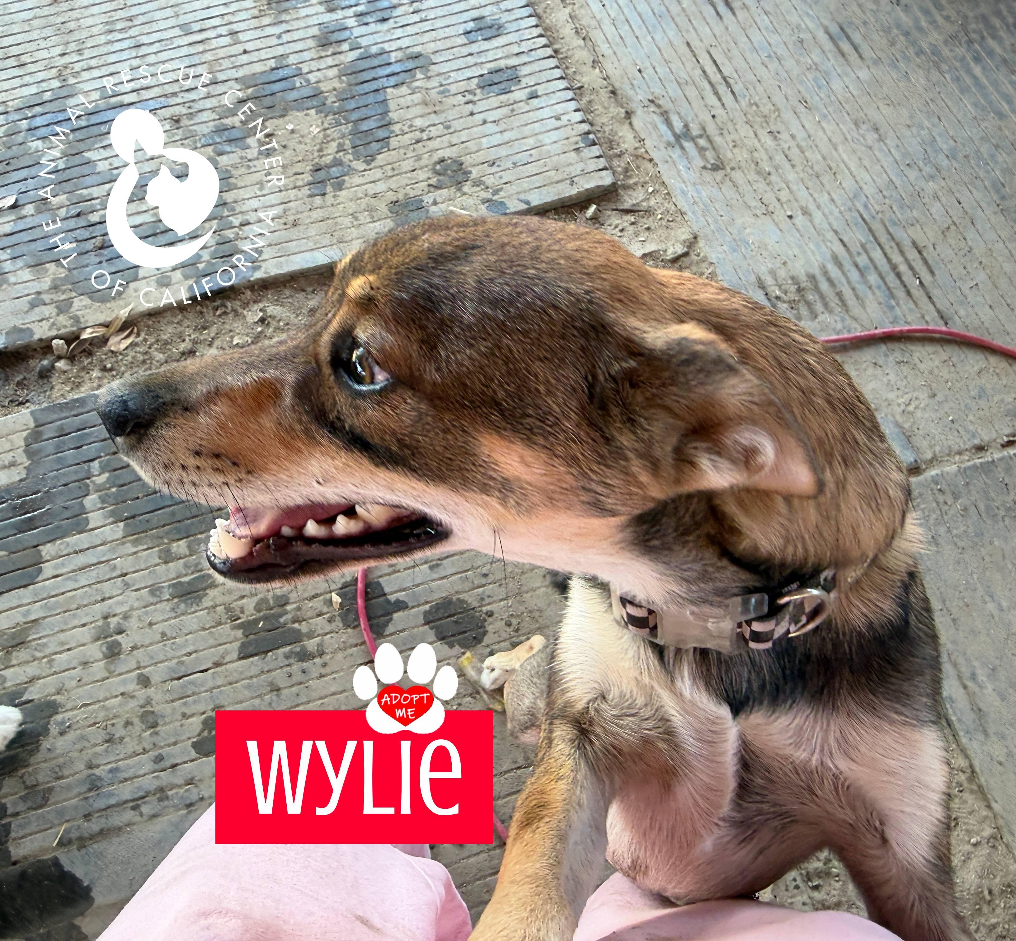 Enlarge Wylie, a ADOPTABLE mixed breed in Coachella, CA image 5/6