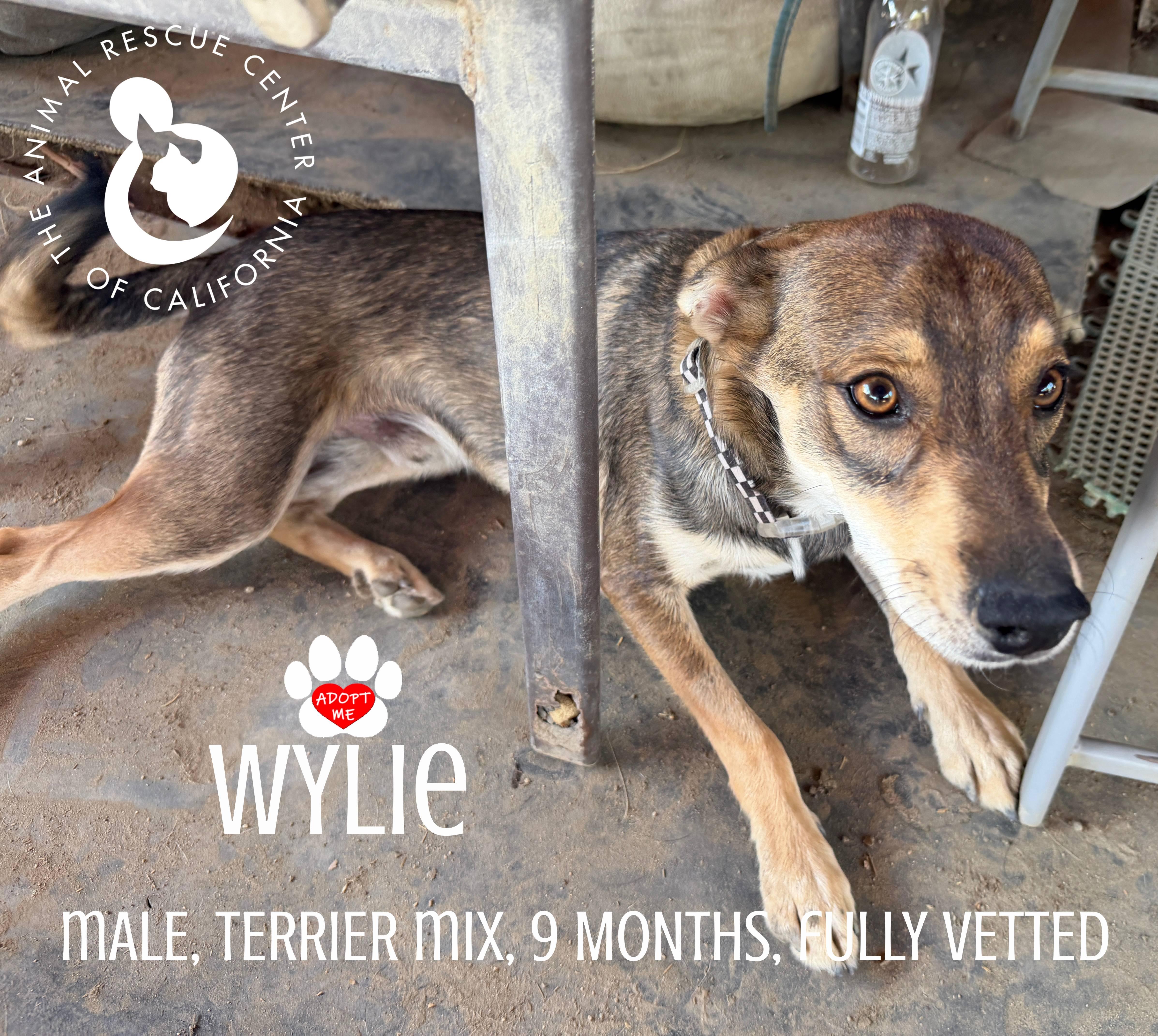 Enlarge Wylie, a ADOPTABLE mixed breed in Coachella, CA image 3/6
