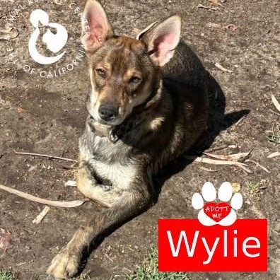 Wylie, ADOPTABLE, Young Male Terrier & Chihuahua.