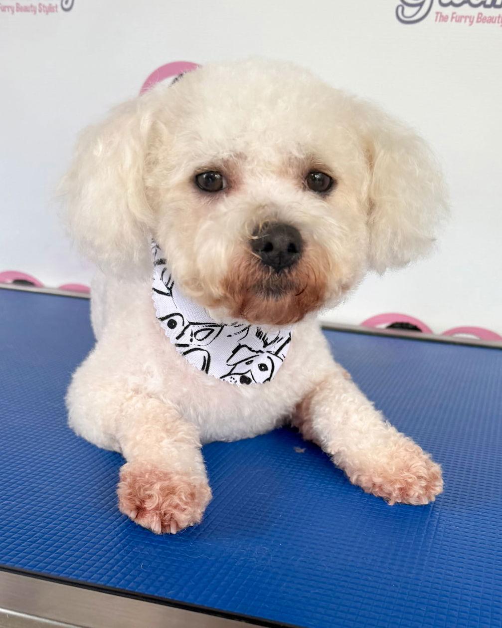 Charlie, Adoptable, Adult Male Poodle.