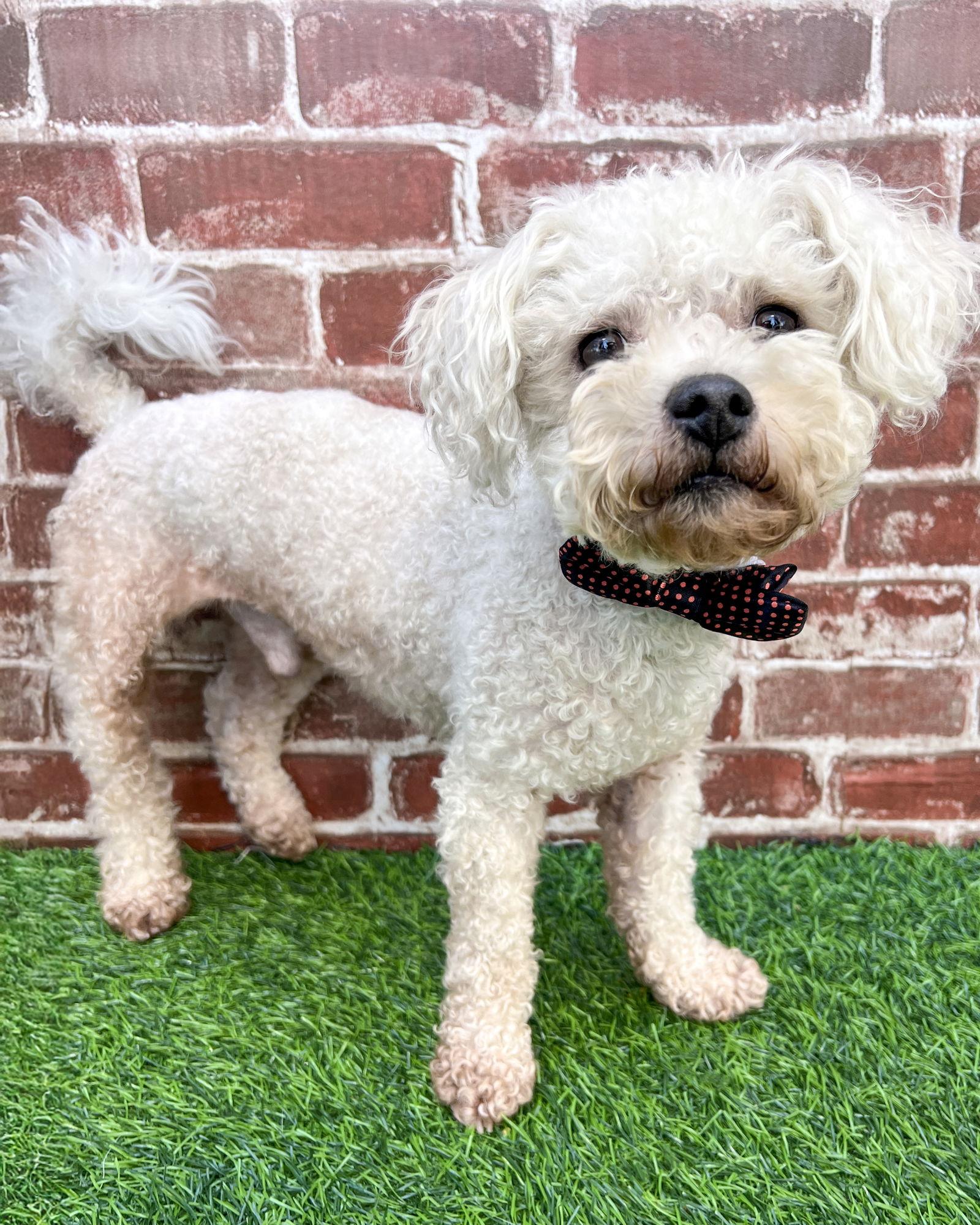 Charlie, a Adoptable Poodle in Corona, CA image 2/2