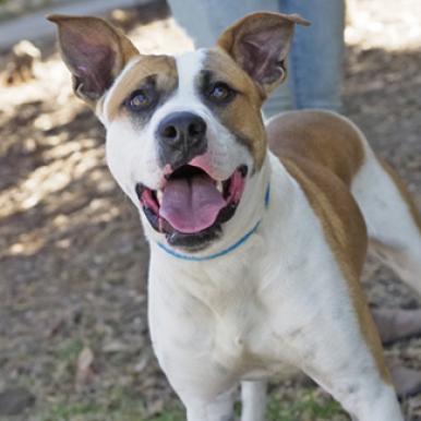 Enlarge JOHNNY, a Adoptable mixed breed in Point Richmond, CA image 1/3
