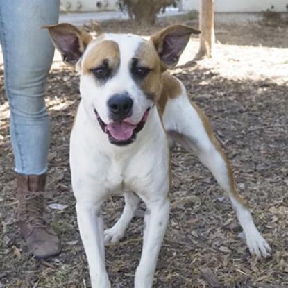 Enlarge JOHNNY, a Adoptable mixed breed in Point Richmond, CA image 2/3