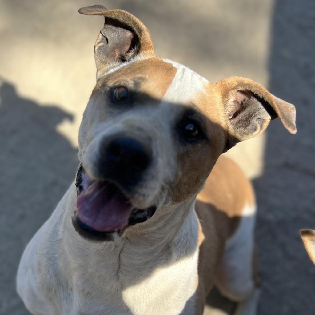 Enlarge JOHNNY, a Adoptable mixed breed in Point Richmond, CA image 3/3