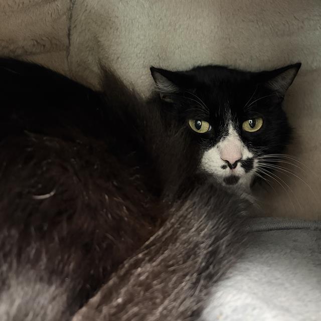 Enlarge TOKYO, a Adoptable Domestic Short Hair in Centerville, MA image 1/1
