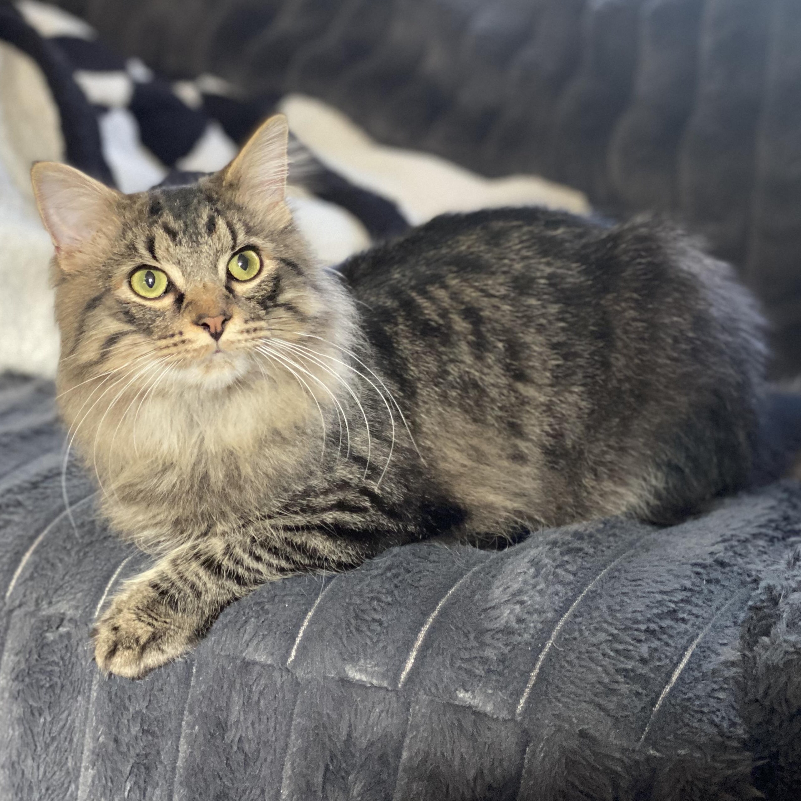 Enlarge Harey, an adopted mixed breed in Mauldin, SC image 1/5