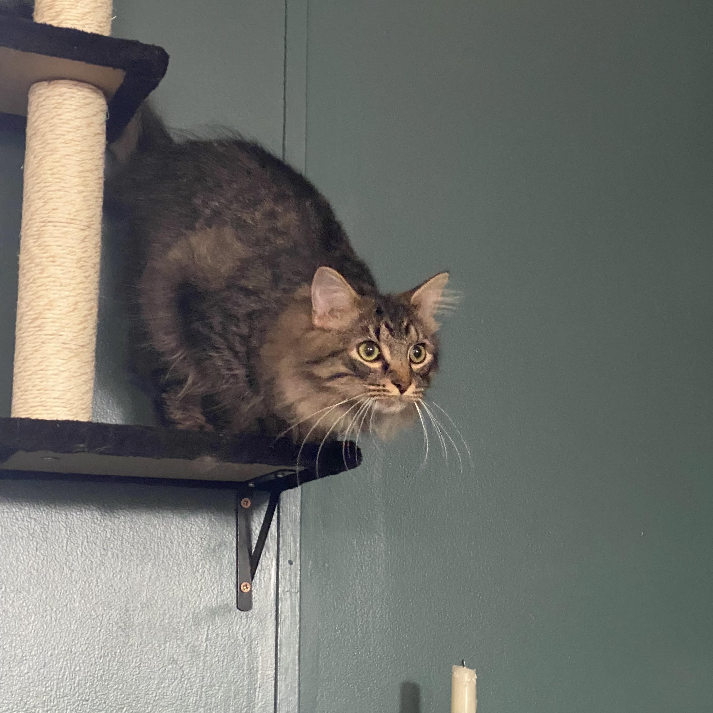 Enlarge Harey, an adopted mixed breed in Mauldin, SC image 3/5