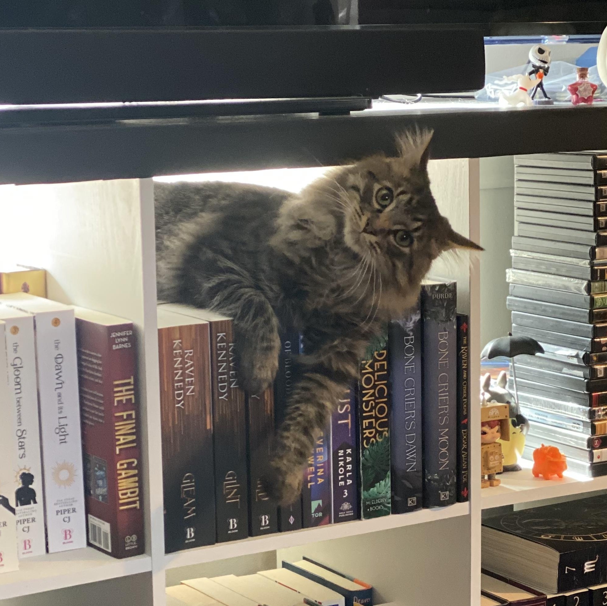 Enlarge Harey, an adopted mixed breed in Mauldin, SC image 4/5