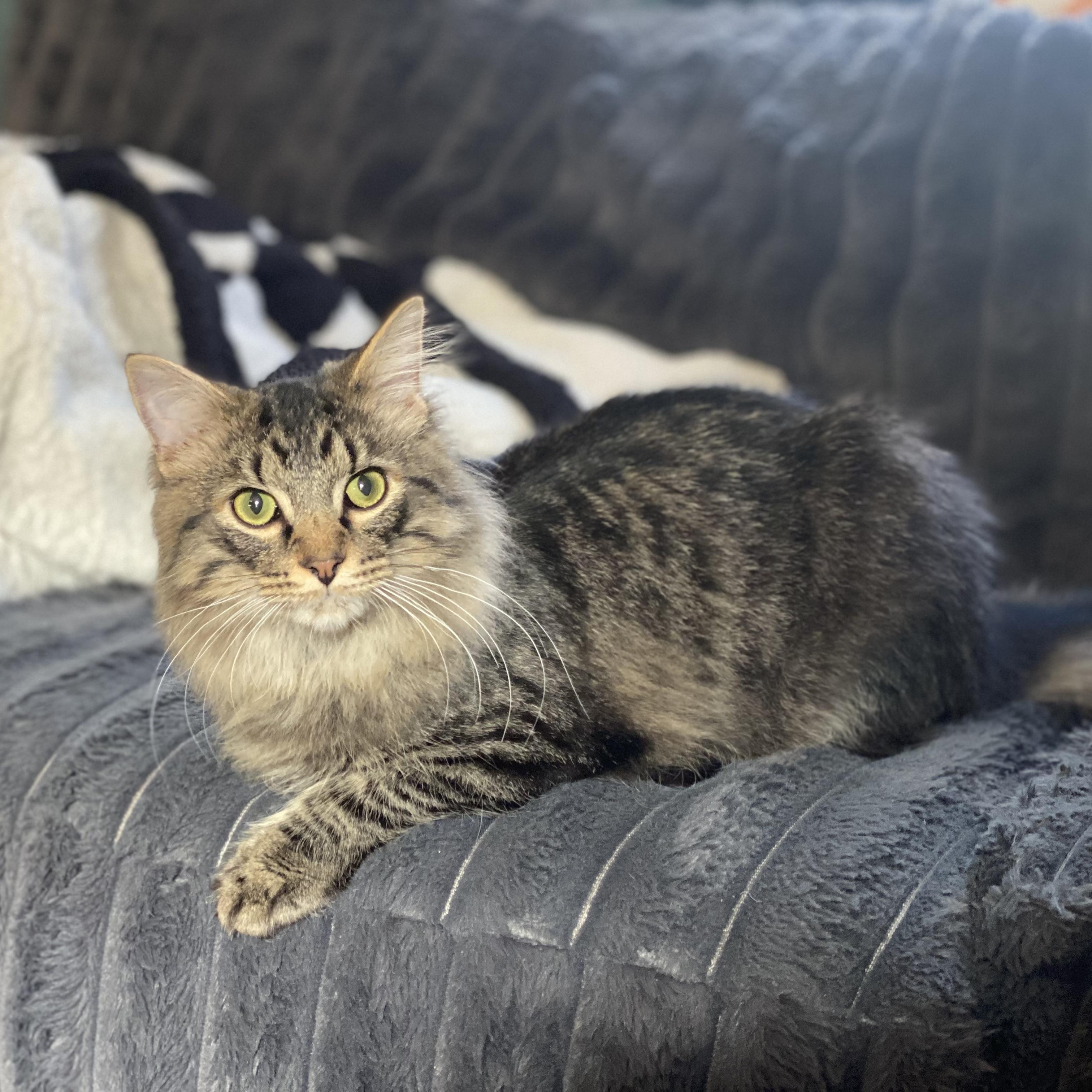 Enlarge Harey, an adopted mixed breed in Mauldin, SC image 5/5