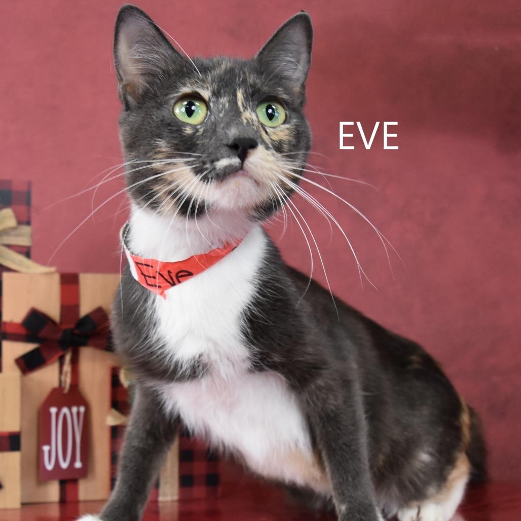 Eve, Adoptable, Adult Female Domestic Short Hair.