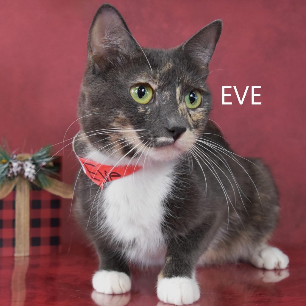 Enlarge Eve, a Adoptable Domestic Short Hair in Yuma, AZ image 2/5