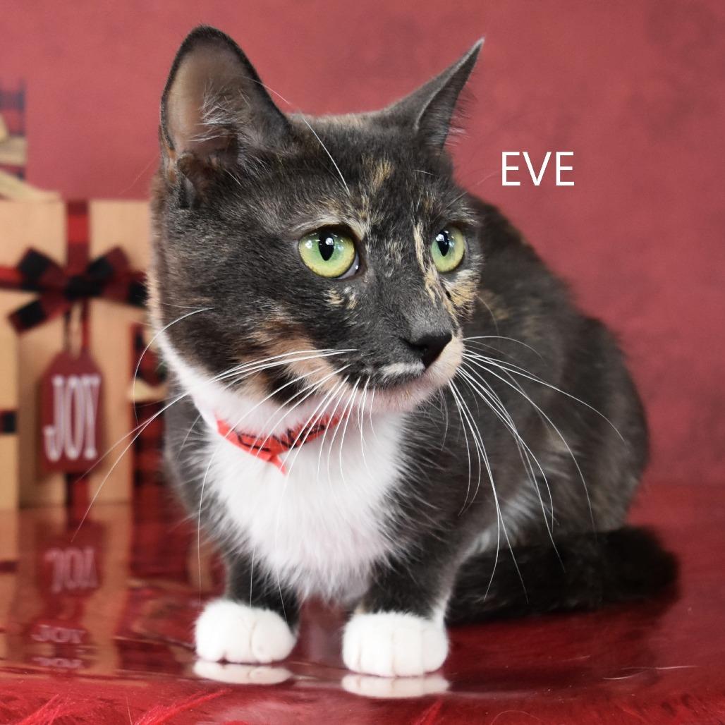 Enlarge Eve, a Adoptable Domestic Short Hair in Yuma, AZ image 3/5