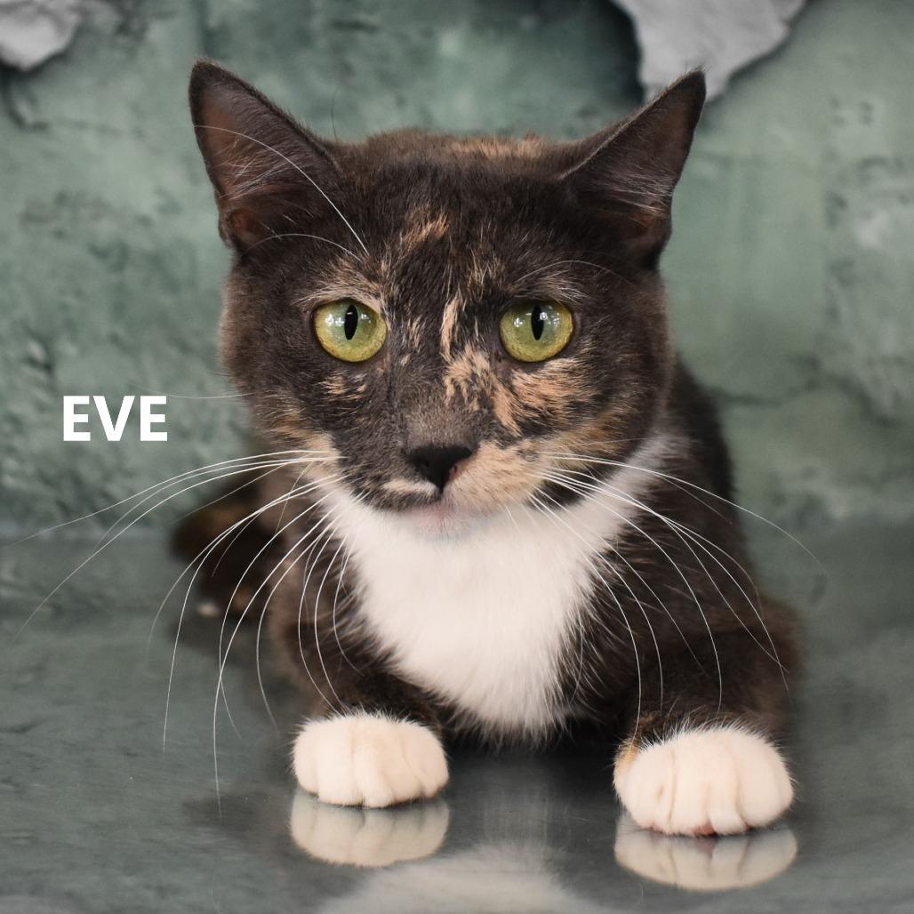 Enlarge Eve, a Adoptable Domestic Short Hair in Yuma, AZ image 4/5