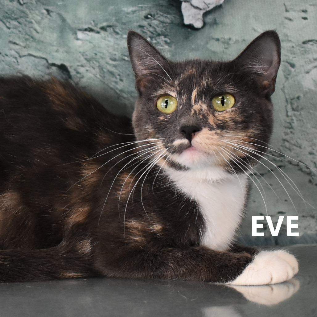 Enlarge Eve, a Adoptable Domestic Short Hair in Yuma, AZ image 5/5