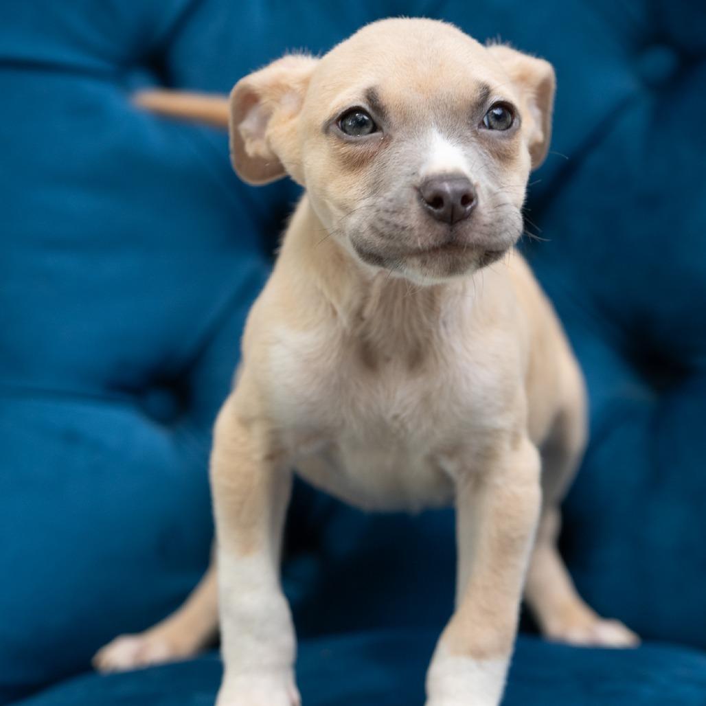 Homer, ADOPTABLE, Puppy Male Pit Bull Terrier.